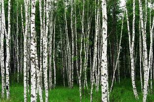 白桦林创作背景,追寻民族记忆与心灵归宿的文学之旅