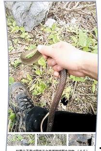 网红蛇蛇离婚,揭秘离婚背后的真相