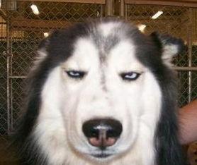 女主播二哈,女主播与二哈的欢乐日常